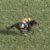 【競馬/新潟記念】メドウラークきっちり5着でサマーチャンピオンGETワロタwwww