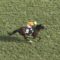 【競馬/新潟記念】メドウラークきっちり5着でサマーチャンピオンGETワロタwwww