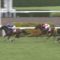【競馬/スプリンターズS】ファインニードルの複勝1.6？？？？