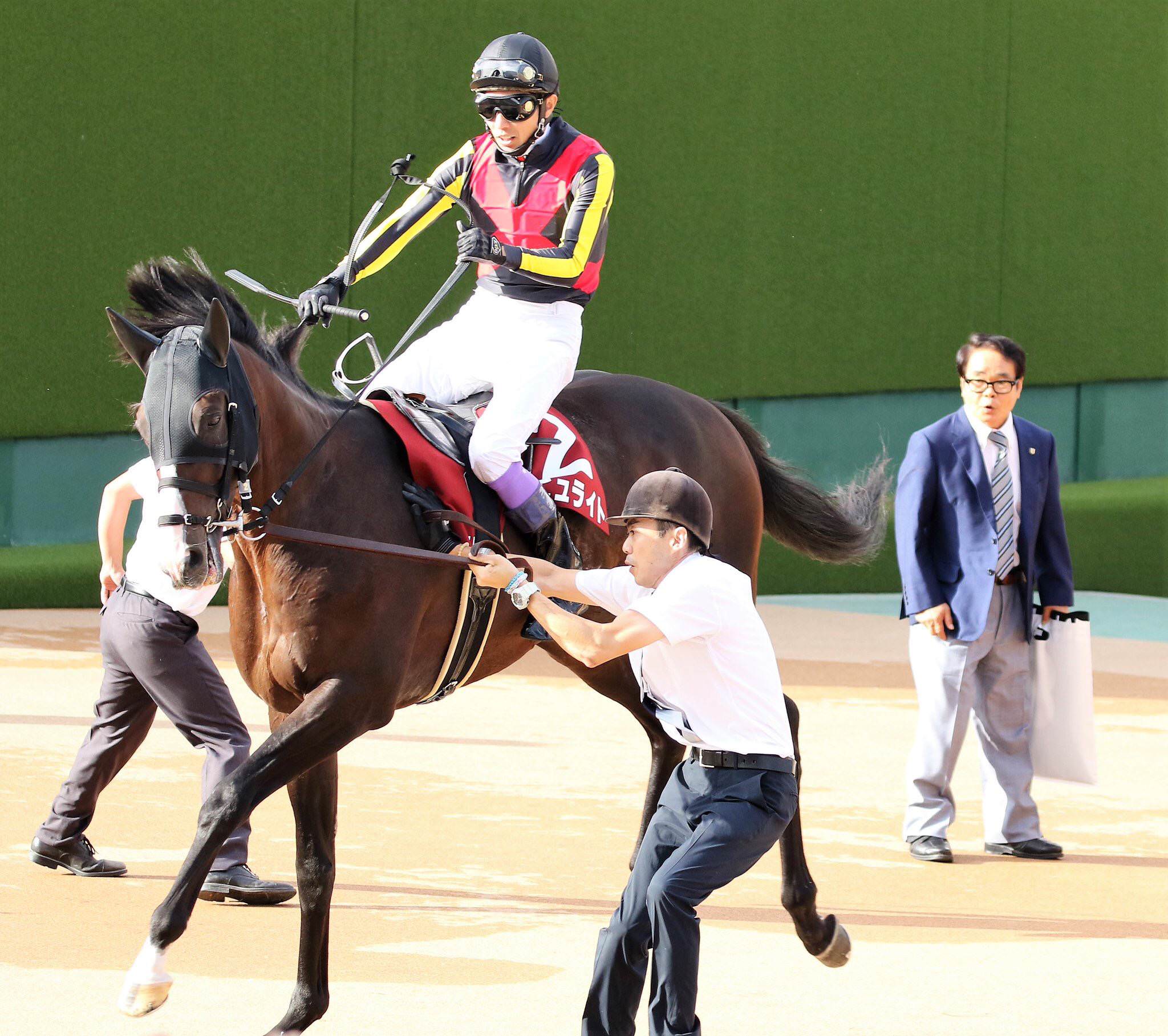 【競馬】[画像] ダンビュライトさん、レースより種付けの練習に精を出していた･････