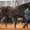 【競馬】バゴ産駒の時代が来そうな件
