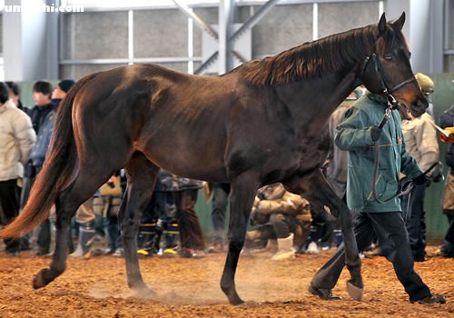 【競馬】バゴ産駒の時代が来そうな件