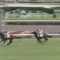 【競馬/2歳新馬】中山5Rにアーモンドアイ2世の怪物ルガールカルムが出走