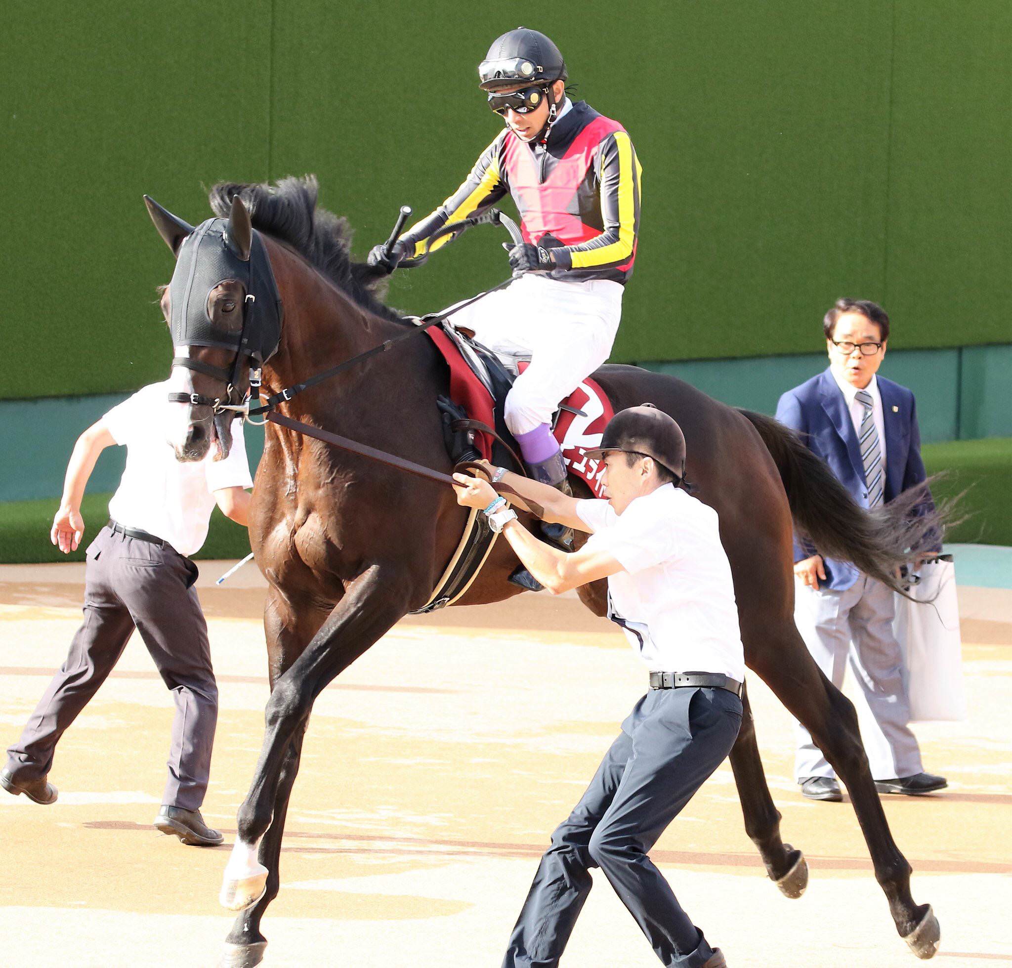 【競馬】[画像] ダンビュライトさん、レースより種付けの練習に精を出していた･････