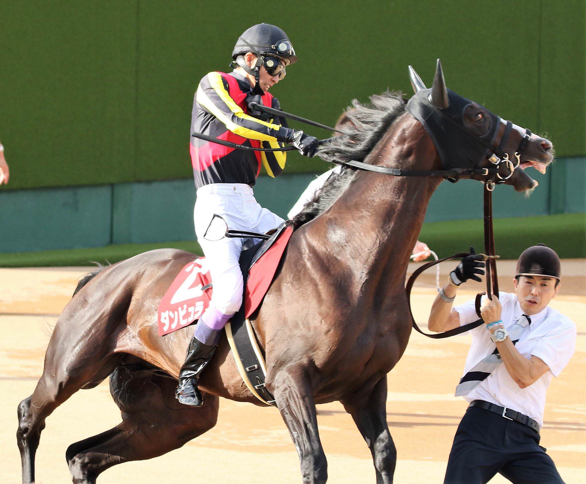 【競馬】[画像] ダンビュライトさん、レースより種付けの練習に精を出していた･････