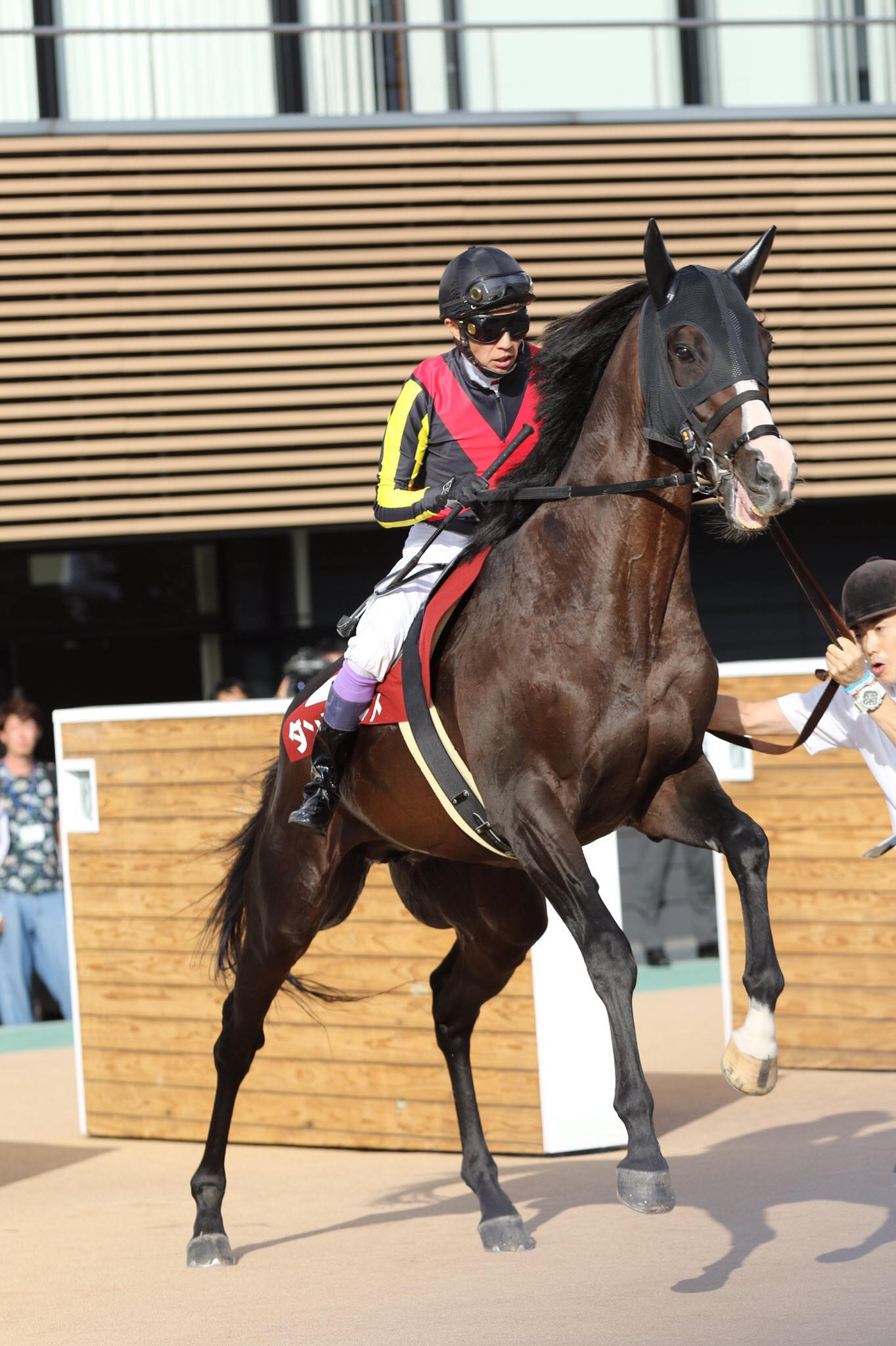 【競馬】[画像] ダンビュライトさん、レースより種付けの練習に精を出していた･････