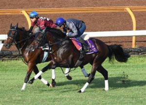 【競馬/神戸新聞杯】エポカドーロ芝コースで追い切り持ったままラスト1F11秒0