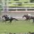 【競馬】小倉競馬酷すぎじゃね？