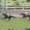【競馬・北九州記念】モズスーパーフレアでもなくミラアイトーンでもなくファンタジスト選ぶ武豊