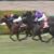 【競馬/神戸新聞杯】エタリオウまたもや2着 【競馬/神戸新聞杯】エタリオウまたもや2着