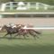 【競馬/オールカマー】誰か武豊に「ダンビュライトは溜めてもキレない」って教えてあげてくれ