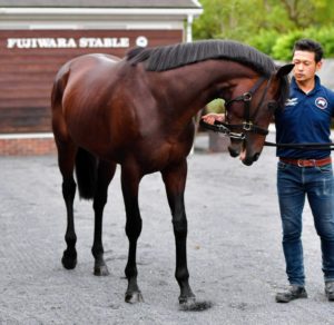 【競馬/神戸新聞杯】[画像] エポカドーロの最新写真ｗｗｗｗｗｗｗ