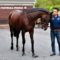 【競馬/神戸新聞杯】[画像] エポカドーロの最新写真ｗｗｗｗｗｗｗ