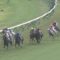 【競馬/スプリンターズS】レッドファルクス戸崎圭太どこにいたの？ｗｗｗｗｗｗｗ