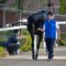 【競馬】[画像] ロゴタイプさんの横蹴りを神回避ｗｗｗｗｗｗｗｗｗｗｗｗｗｗ