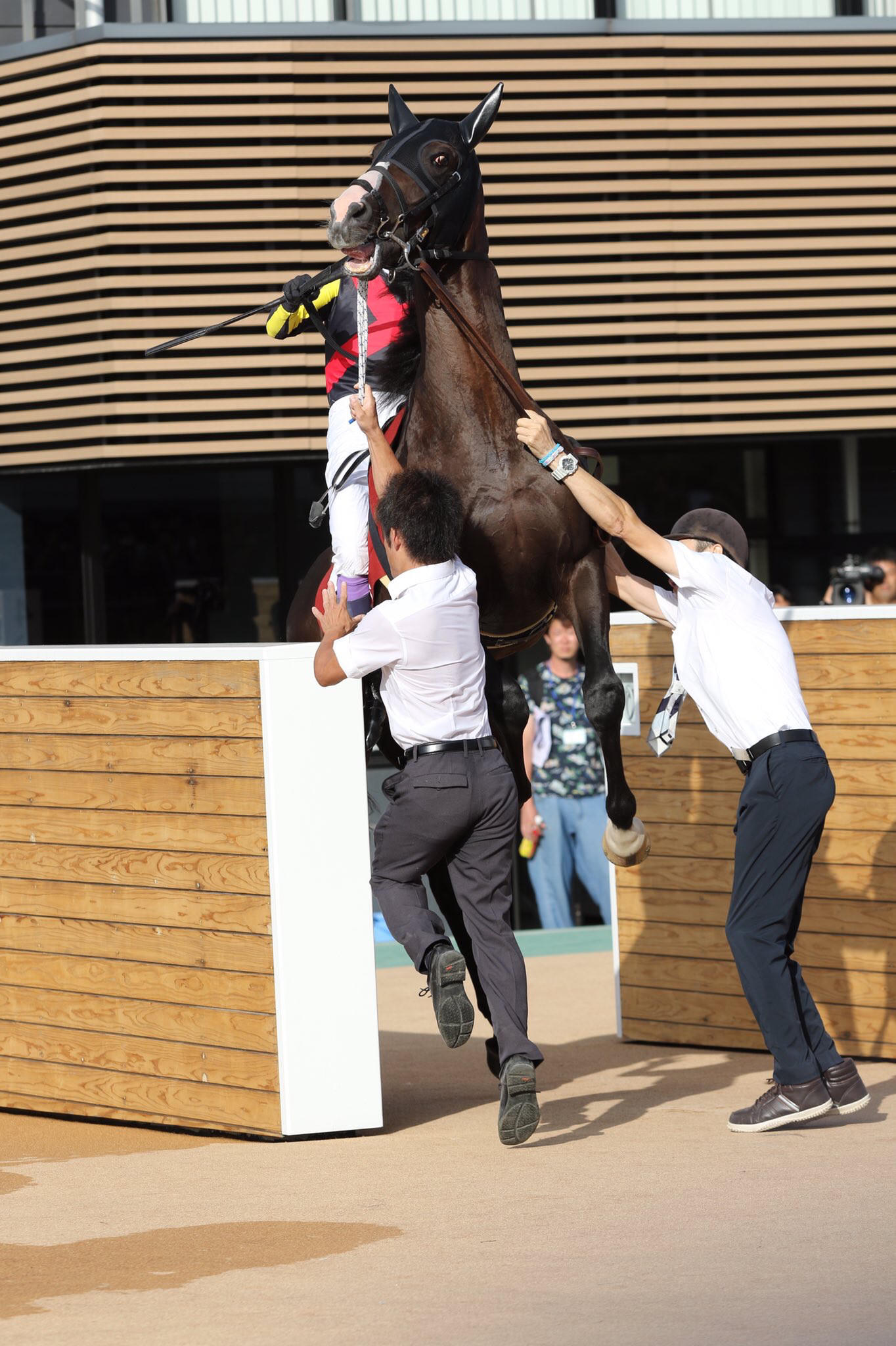 【競馬】[画像] ダンビュライトさん、レースより種付けの練習に精を出していた･････