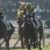 【競馬・菊花賞】ワールドプレミア武豊神騎乗ワロタｗｗｗｗｗｗｗｗｗｗｗｗ