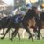 【競馬/天皇賞秋】藤沢「レイデオロは年内残り1戦。来年も現役」