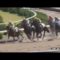 【競馬/2歳新馬】ヴァイトブリック強すぎワロタｗｗｗ