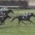 【競馬/天皇賞秋】レイデオロ上がり33.6　大分後ろのマカヒキ33.7ｗｗｗｗｗｗｗｗｗｗｗｗｗｗｗｗｗｗｗ