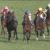 【競馬/有馬記念】ほんとにこのひどいメンバーで有馬やるのかよ