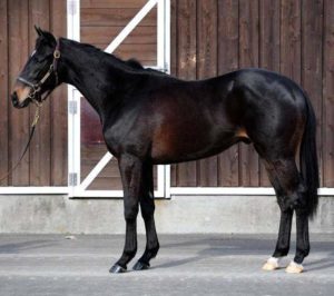 【競馬】2億8千万のリスト年内デビュー絶望的か!?【ディープ最高傑作】 【競馬】2億8千万のリスト年内デビュー絶望的か!?【ディープ最高傑作】