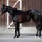 【競馬】2億8千万のリスト年内デビュー絶望的か！？【ディープ最高傑作】