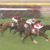 【競馬】ディアドラ来年も現役続行、賞金11億サウジカップ参戦か