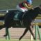 【競馬/朝日杯FS】15頭枠順確定！グランアレグリア2枠2番、アドマイヤマーズ4枠6番、武豊ファンタジスト8枠14番