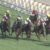 【競馬】ダイワキャグニー次走ジャパンカップ