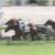 【競馬/2歳新馬】三冠候補エングレーバー登場