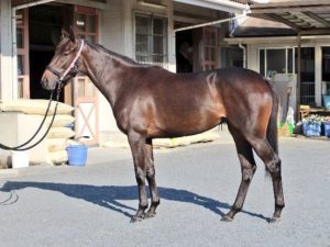 【競馬/2歳新馬】キンカメ×ジェンティルドンナの娘いよいよ来週新馬戦へ！！【禁断の配合】