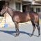 【競馬/2歳新馬】キンカメ×ジェンティルドンナの娘いよいよ来週新馬戦へ！！【禁断の配合】