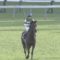 【競馬】悲報‥レイデオロ、放牧で有馬記念出否未定にwwwwww