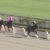 【競馬】川田将雅、シヴァージで直線油断騎乗