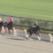 【競馬】川田将雅、シヴァージで直線油断騎乗