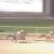 【競馬/チャンピオンズC】牡馬版アーモンドアイことルヴァンスレーヴに死角はあるのか?