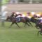 【競馬/マイルCS】ステルヴィオつえーwwwwwwwwwwwwww