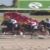【競馬/JBCクラシック】「的場が踊るー!!」← 関テレの実況盛大にやらかす。シュテルングランツとサンライズソアを間違えるwwwww 【競馬/JBCクラシック】「的場が踊るー!!」← 関テレの実況盛大にやらかす。シュテルングランツとサンライズソアを間違えるwwwww