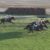 【競馬/ホープフルS 】ニシノデイジー高木調教師「ウチは外厩に頼らずG1を目指す」