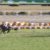 【競馬/京都2歳S】武豊ワールドプレミア弱すぎワロタ