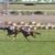 【競馬/デイリー杯2歳S】無傷3連勝アドマイヤマーズ怪物だった？小物？