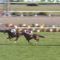 【競馬/デイリー杯2歳S】無傷3連勝アドマイヤマーズ怪物だった？小物？