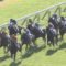 【競馬】京都8レース、センテリュオ北村友一の騎乗