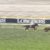 【競馬/ジャパンC】レースを引っ張ったキセキも強すぎワロタw
