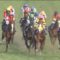 【競馬/ジャパンC】8着ウインテンダネス内田博騎手「今日は抑える競馬をしました」