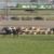 【競馬】リスグラシュー有馬記念騎乗は特例でレーンに決定