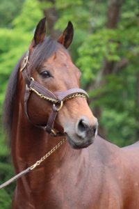 【競馬】ディープのリーディングを脅かす龍王ロードカナロア