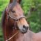 【競馬】ディープのリーディングを脅かす龍王ロードカナロア