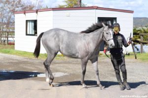 【競馬】新種牡馬ウィンバリアシオン産駒の募集開始！！